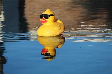 Knockin Duck Race